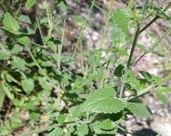 Agastache pallida
