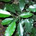 Sarcomelicope simplicifolia - Photo Poyt448，沒有已知版權限制（公共領域）
