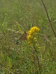 Hesperia assiniboia