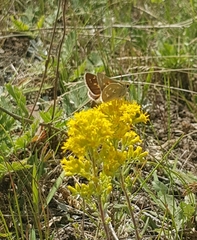 Hesperia assiniboia