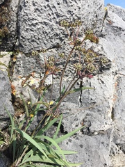 Bupleurum americanum