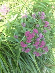Hylotelephium telephium fabaria