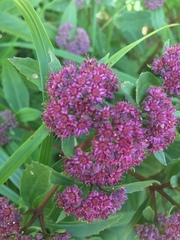 Hylotelephium telephium fabaria