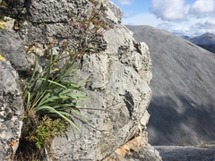 Bupleurum americanum