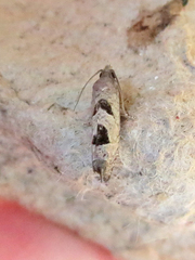 Eucosma tomonana