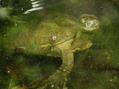 Mauremys leprosa