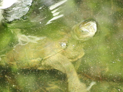 Mauremys leprosa