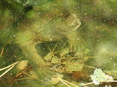 Mauremys leprosa