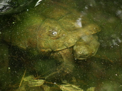 Mauremys leprosa