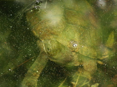 Mauremys leprosa
