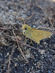 Hesperia assiniboia