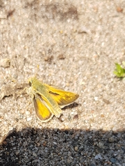 Hesperia assiniboia