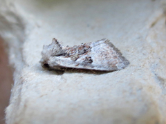 Meropleon diversicolor