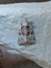 Meropleon diversicolor