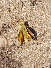 Hesperia assiniboia