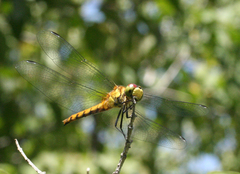 Sympetrum cordulegaster