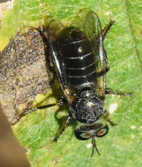 Atomosia melanopogon