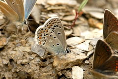 Polyommatus escheri