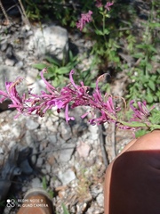 Agastache pallida