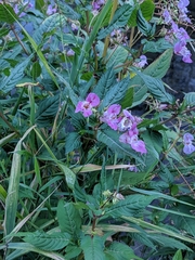 Impatiens glandulifera