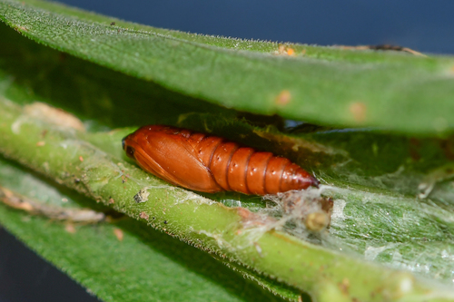 Sparganothis distincta photographed on goldenrod
