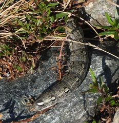 Hyles vespertilio