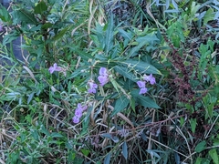 Impatiens glandulifera