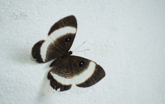Mesosemia latizonata