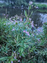 Impatiens glandulifera