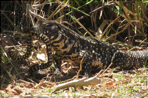 Argentine Black and White Tegu, Salvator merianae