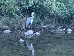 Ardea cinerea