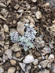 Antennaria densifolia