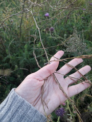 Rhamphospermum nigrum