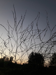 Rhamphospermum nigrum