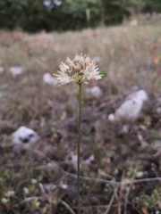Allium marschalianum