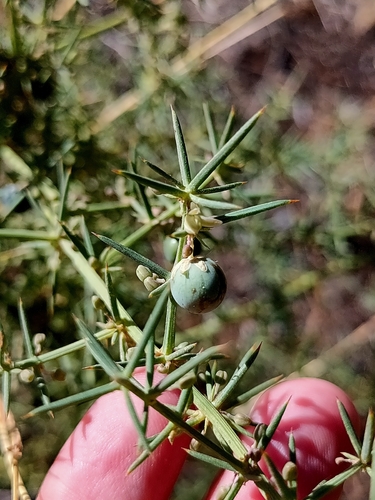 Mediterranean Asparagus
