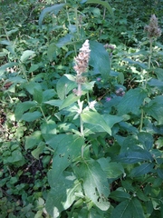 Stachys germanica