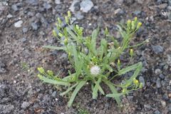Senecio dubitabilis