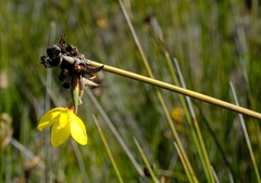 Bobartia longicyma