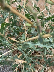 Lactuca serriola