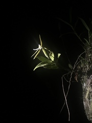 Epidendrum nocturnum