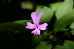 Impatiens kinabaluensis