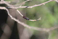 Homalodisca insolita