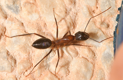 Camponotus barbaricus