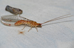 Dysochrysa furcata