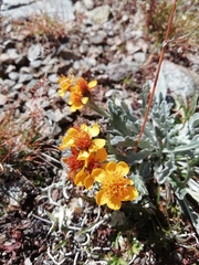 Jacobaea insubrica