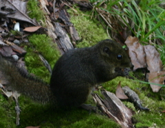 Sundasciurus everetti