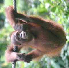 Pongo pygmaeus