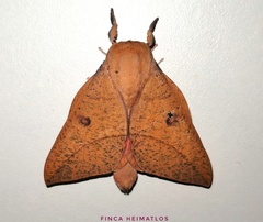 Adeloneivaia subangulata