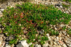 Mesembryanthemum longistylum